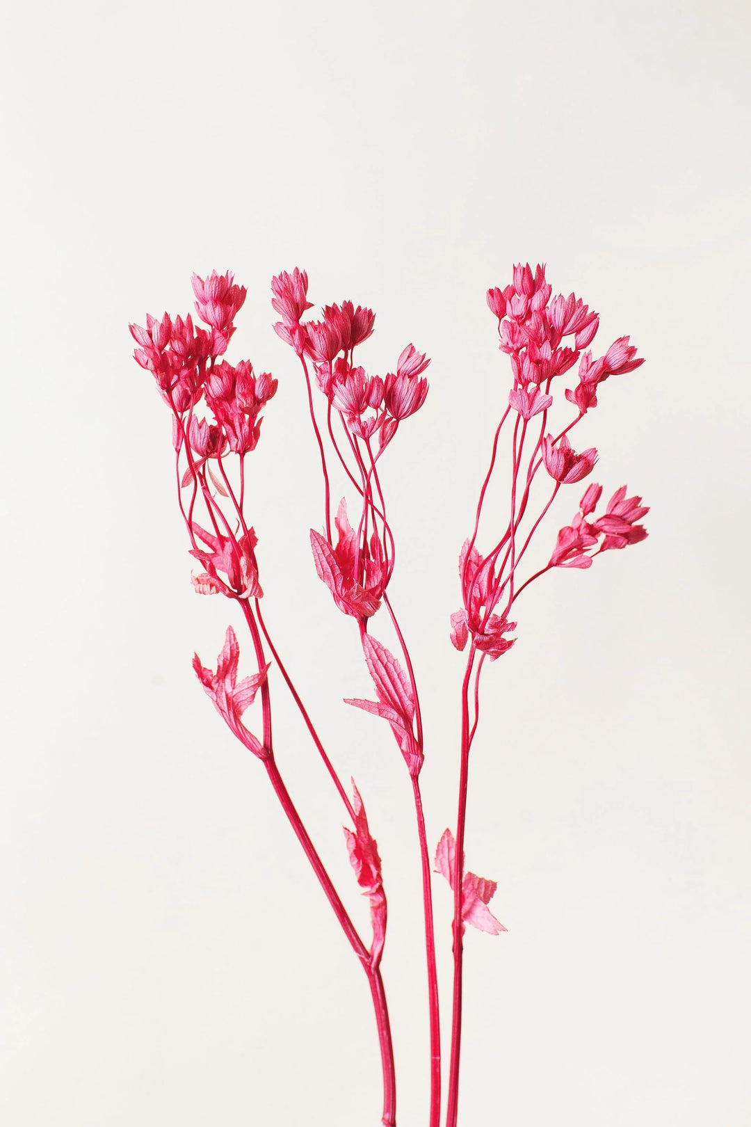 Idlewild Floral Co. Pink Astrantia