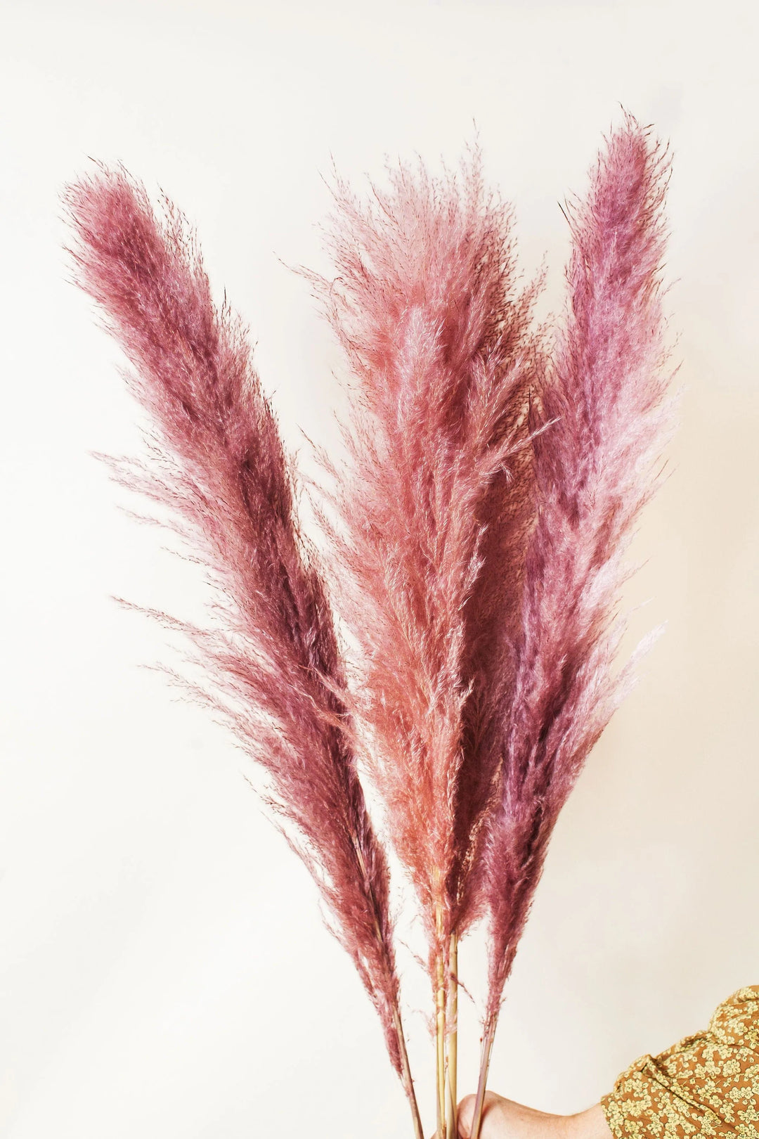 Idlewild Floral Co. Pink Pampas Grass