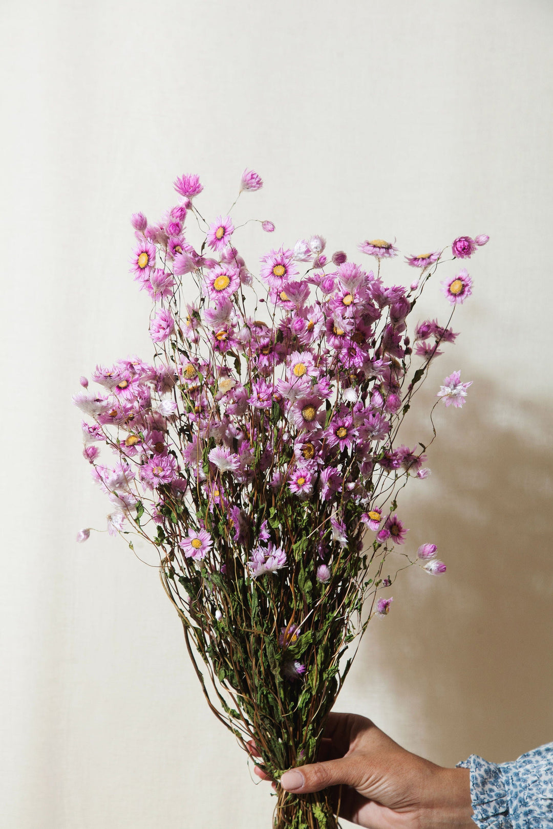 Idlewild Floral Co. Bunches Pink Rhodanthe Daisy