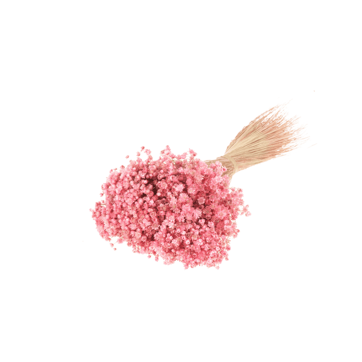 Idlewild Floral Co. Pink Star Flower