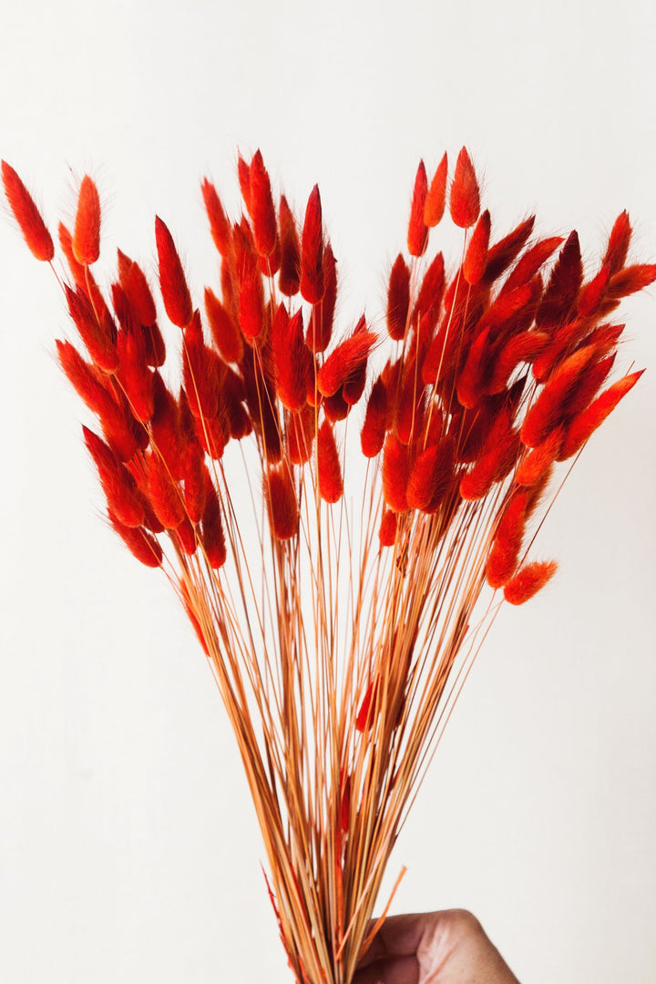Idlewild Floral Co. Dried Flowers Poppy Orange Bunny Tail