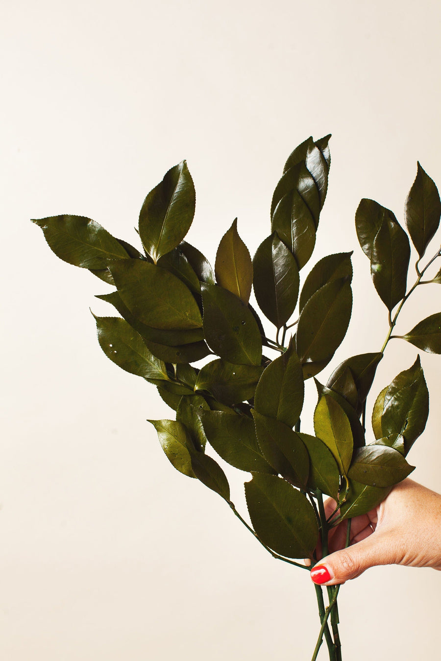 Idlewild Floral Co. Preserved Camelia Branches