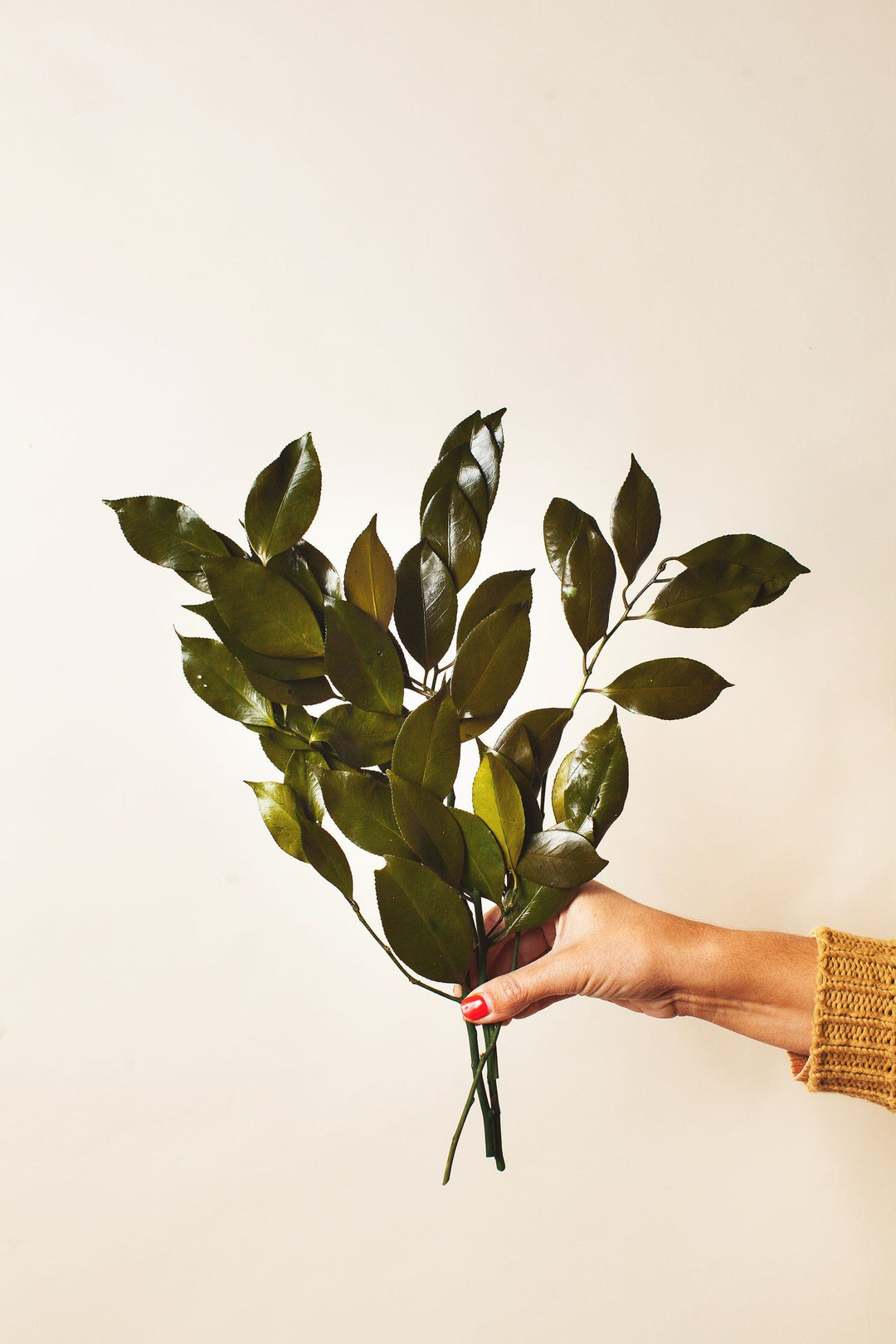 Idlewild Floral Co. Preserved Camelia Branches