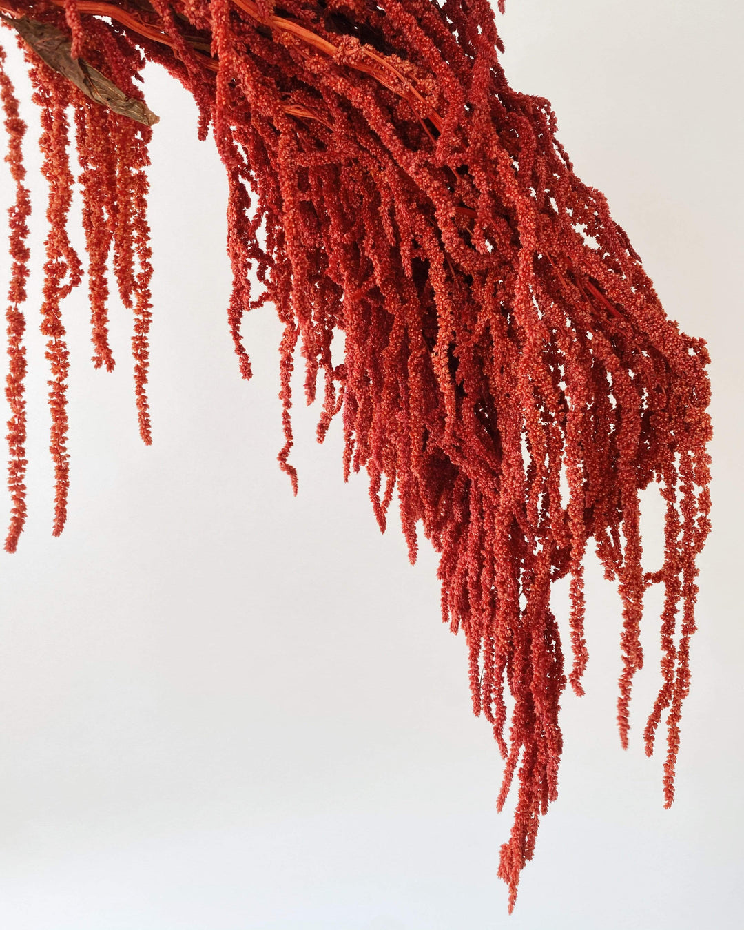 Idlewild Floral Co. Red Hanging Amaranthus