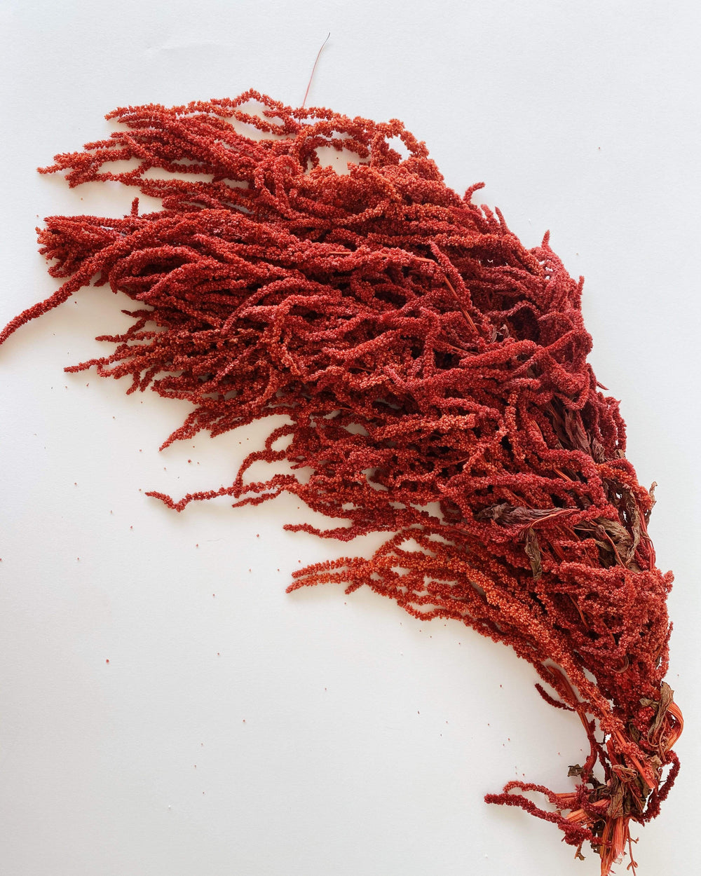 Idlewild Floral Co. Red Hanging Amaranthus