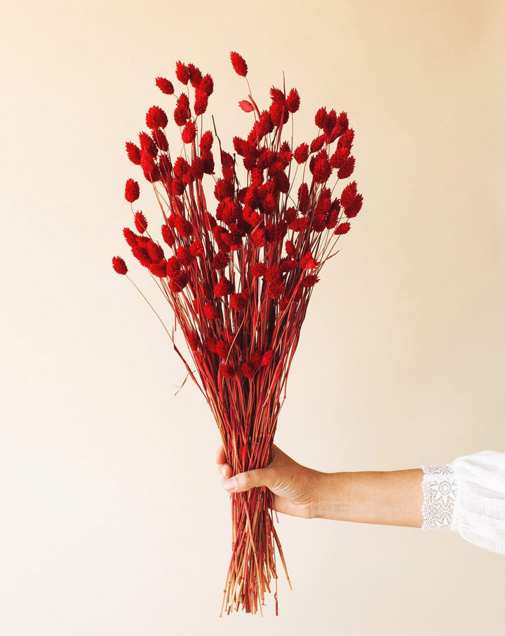 Idlewild Floral Co. Red Phalaris