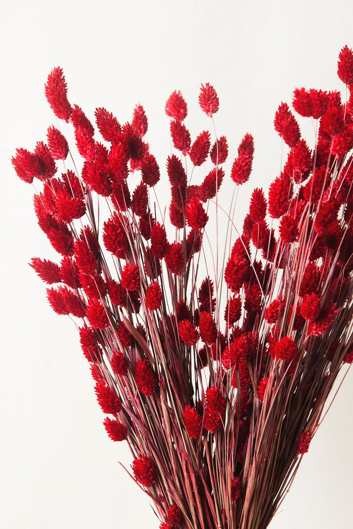 Idlewild Floral Co. Bunches Red Phalaris