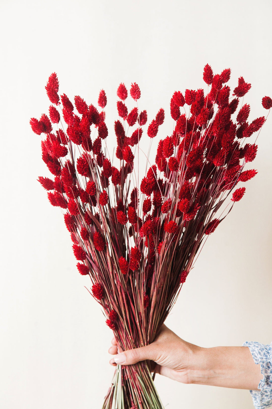 Idlewild Floral Co. Bunches Red Phalaris