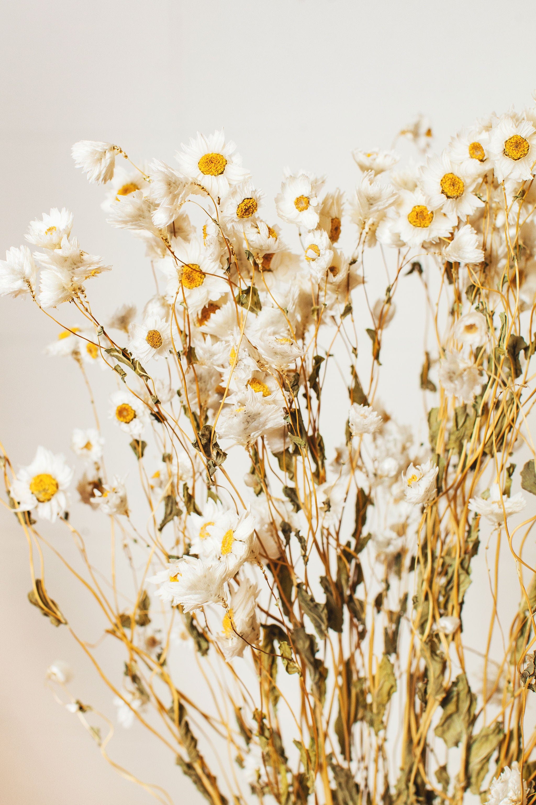 White Dried Flowers – Idlewild Floral Co.