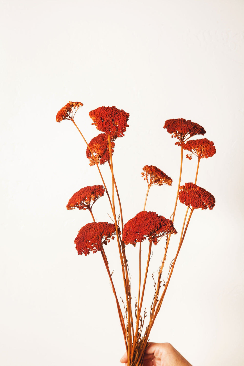 Idlewild Floral Co. Rust Dried Yarrow