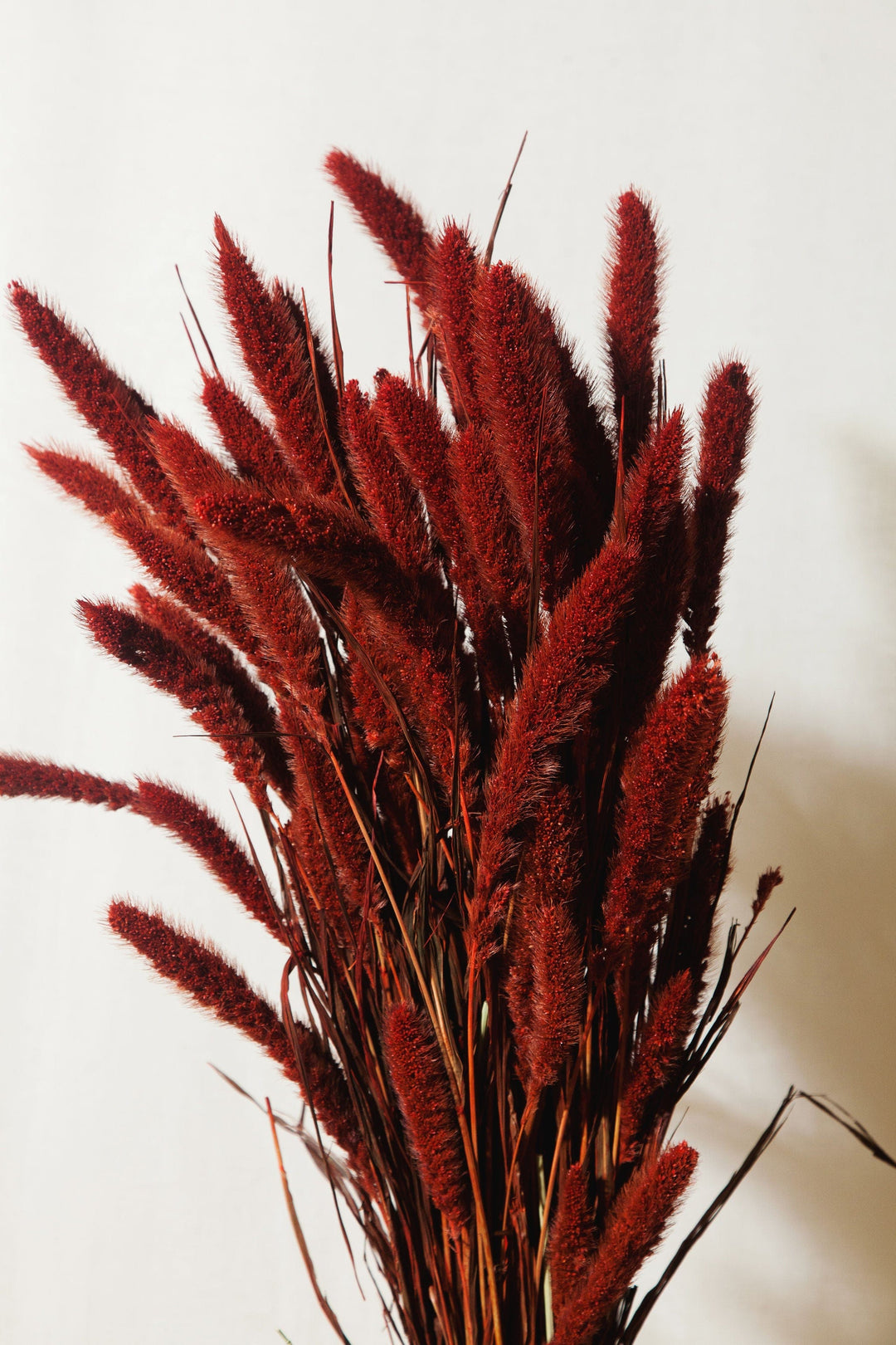 Idlewild Floral Co. Bunches Rust Red Setarea