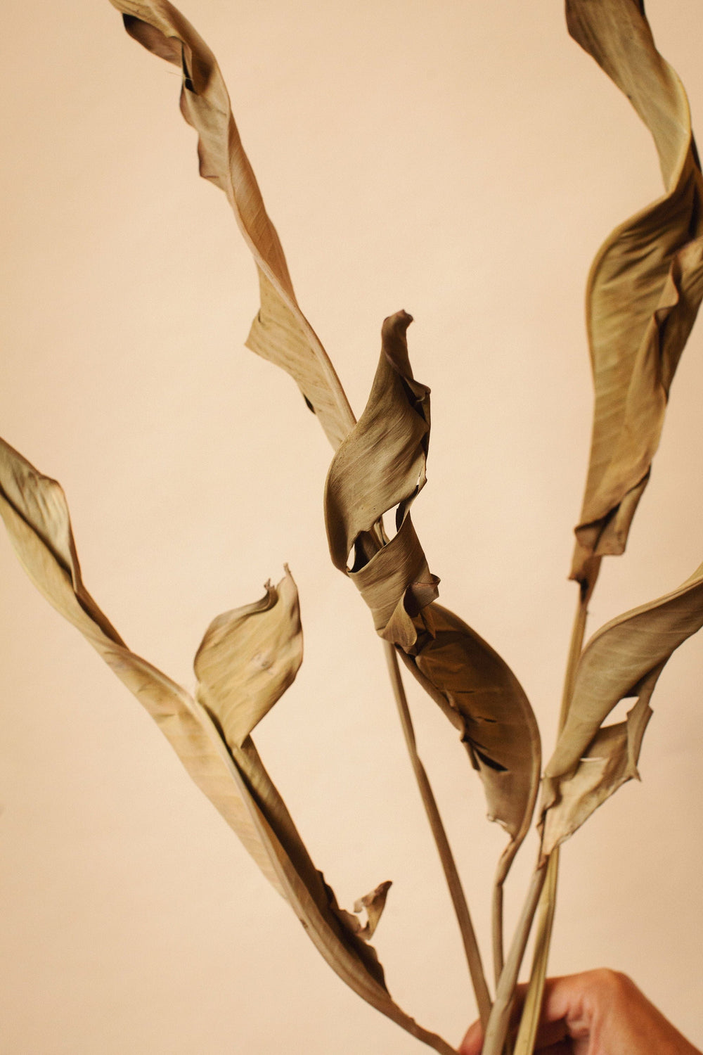 Idlewild Floral Co. Sage Strelitzia Leaves