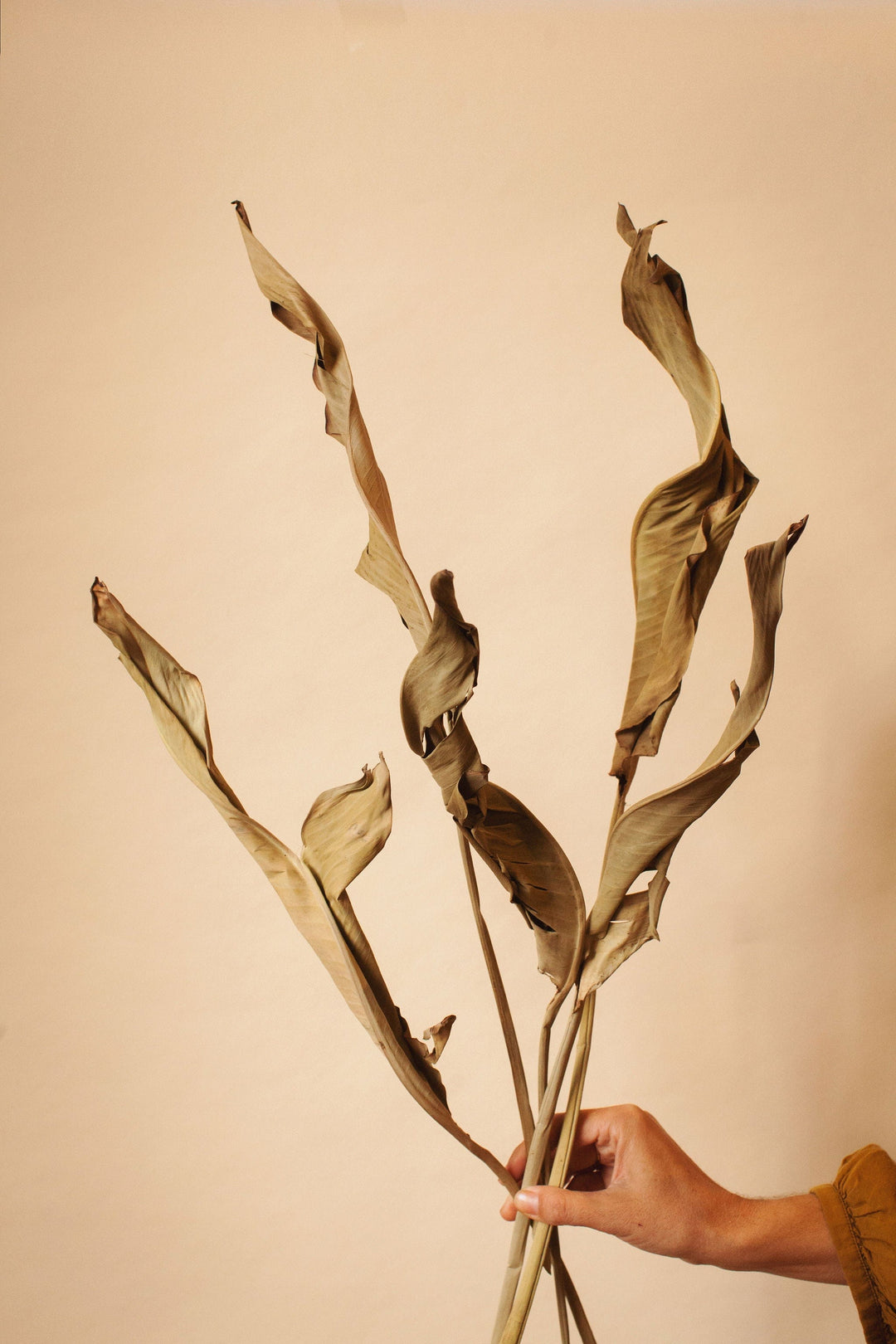 Idlewild Floral Co. Sage Strelitzia Leaves
