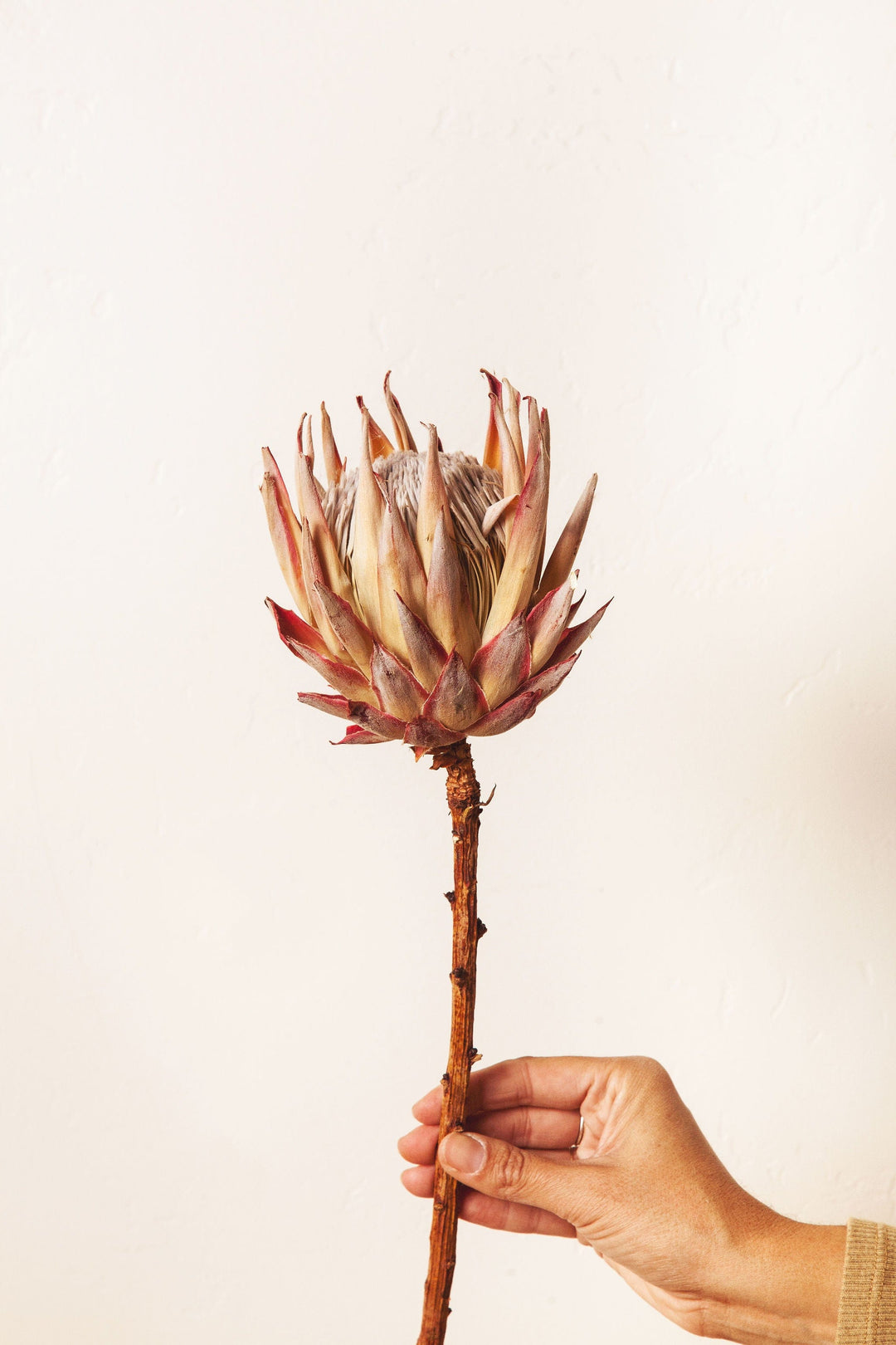 Idlewild Floral Co. Single Dried King Protea