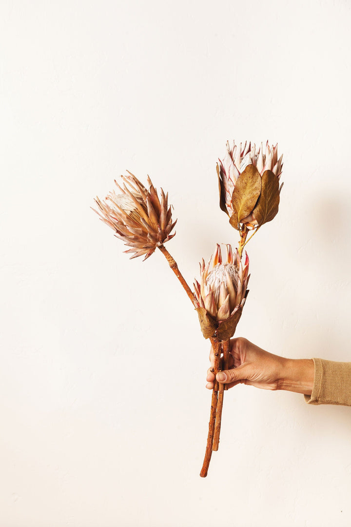 Idlewild Floral Co. Single Dried King Protea