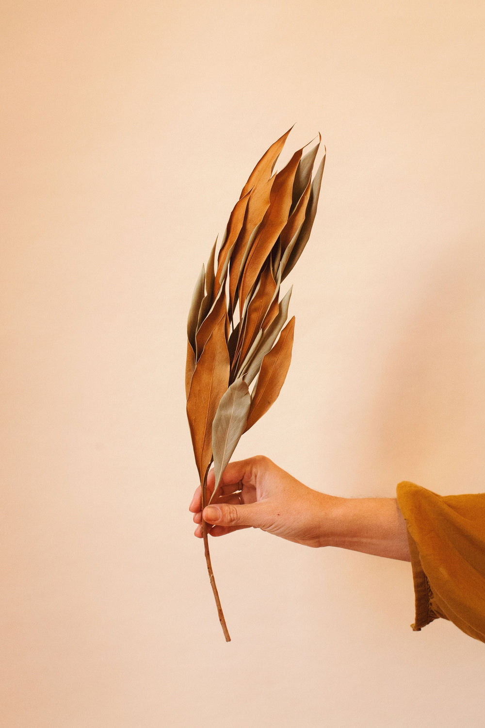Idlewild Floral Co. Star Magnolia Leaf