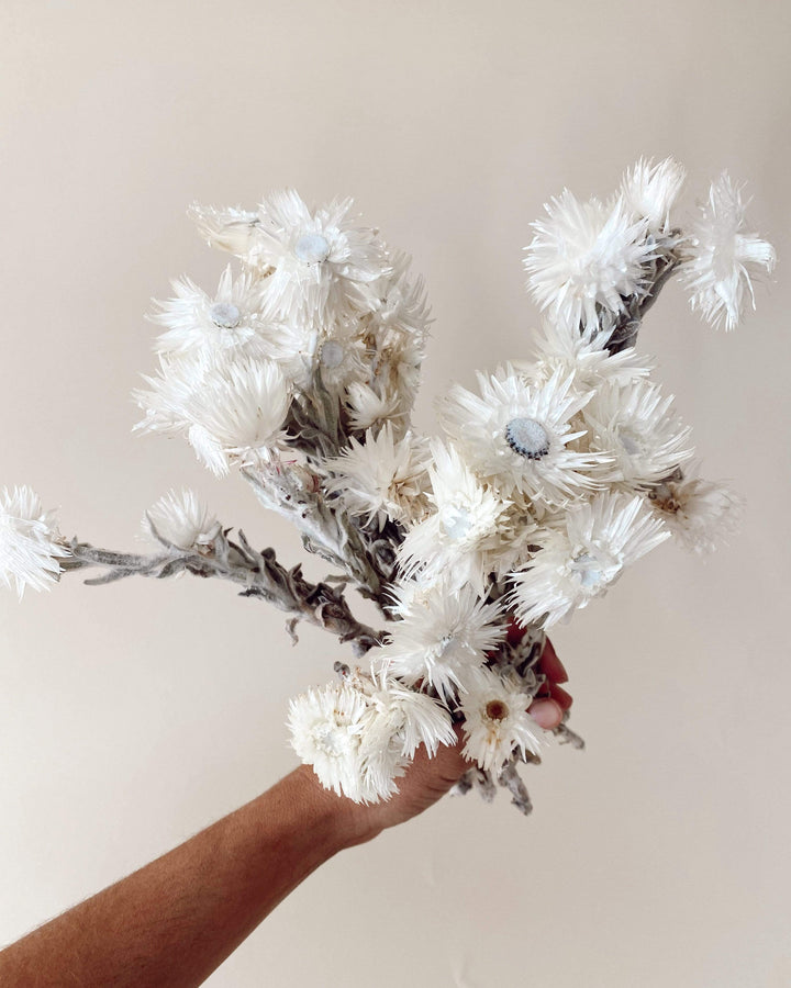 Idlewild Floral Co. White Everlasting Flower