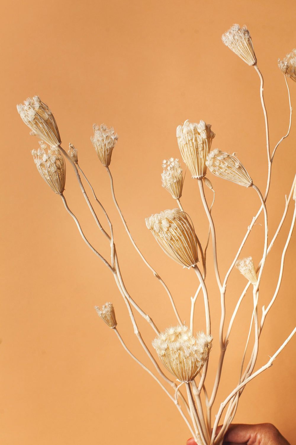 Idlewild Floral Co. White Fennel
