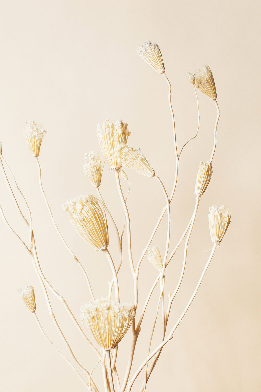 Idlewild Floral Co. White Fennel