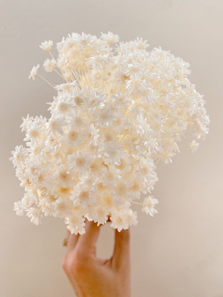 Idlewild Floral Co. White Mini Star Flower