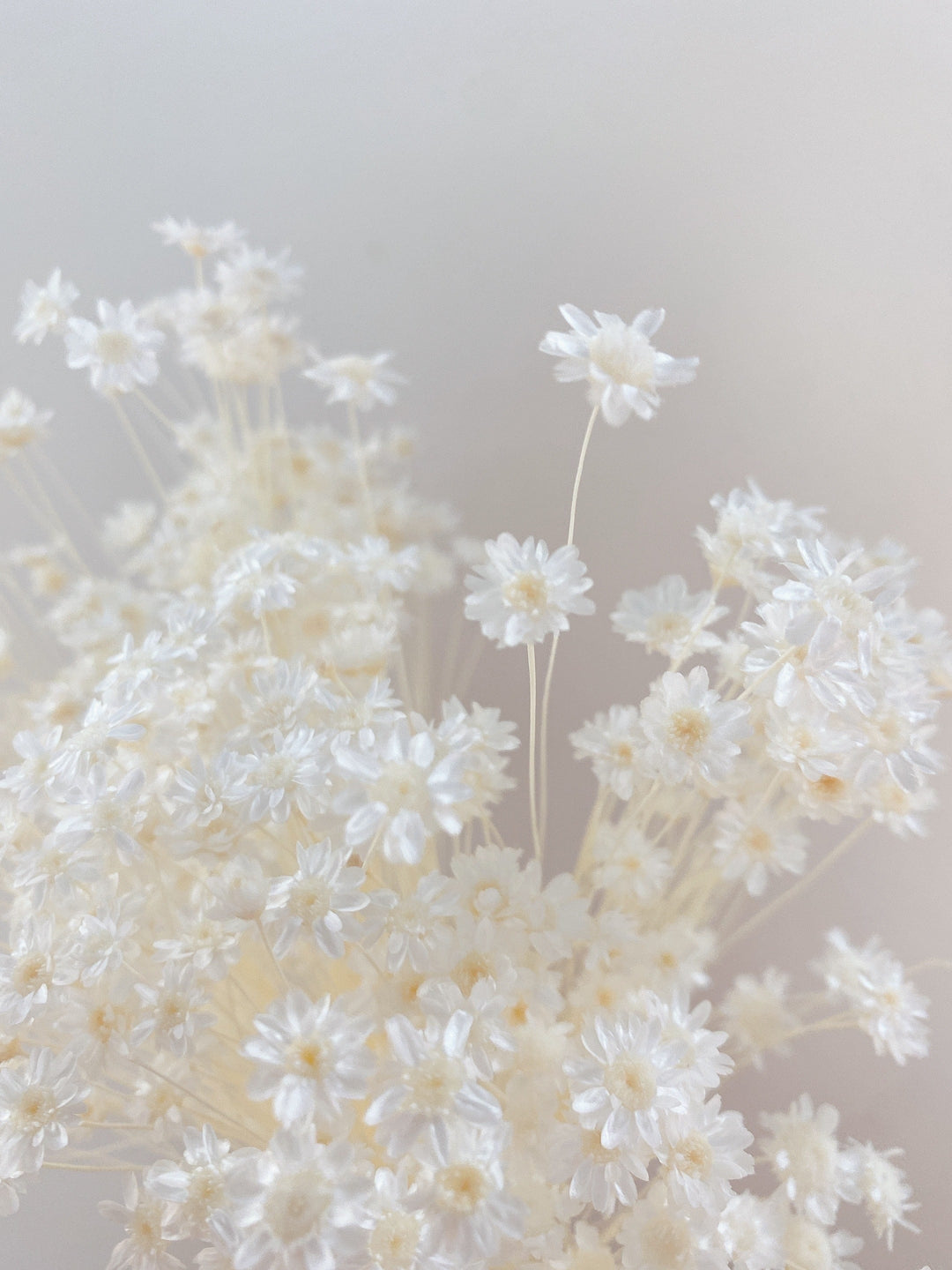 Idlewild Floral Co. White Mini Star Flower