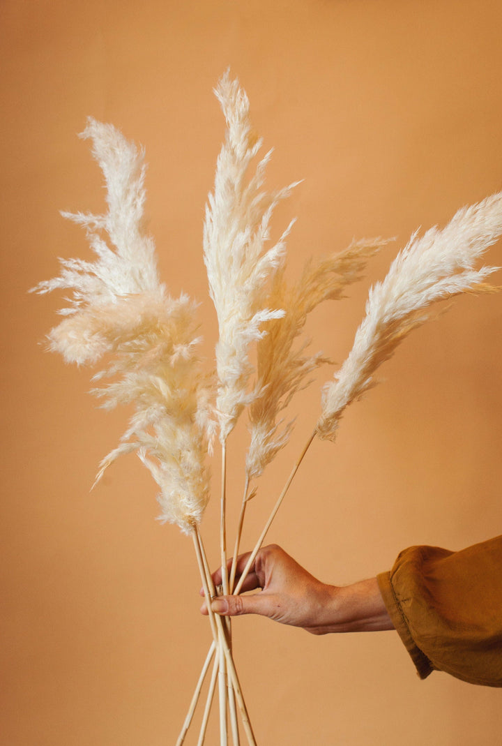 Idlewild Floral Co. White Pampas Grass