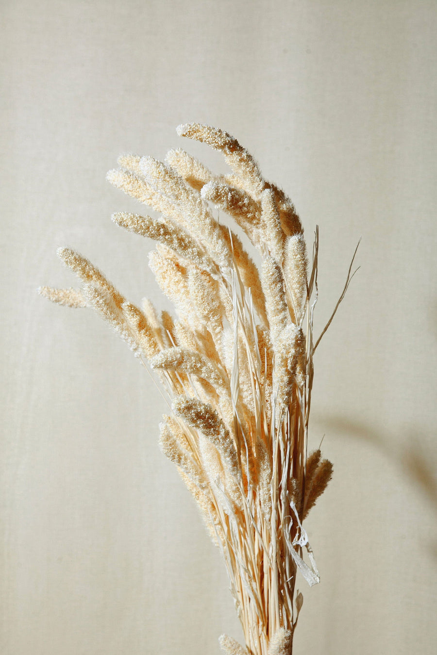 Dried Bleached White Baby's Breath Gypsophila – Idlewild Floral Co.