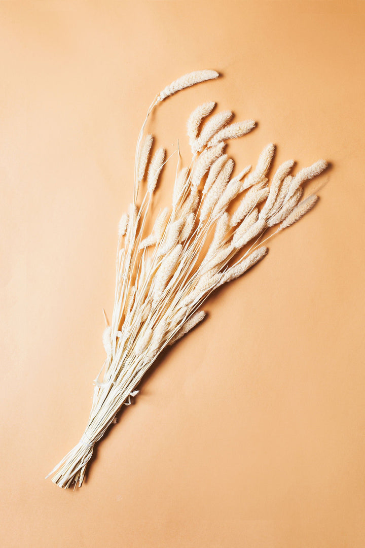 Idlewild Floral Co. White Setaria Grass