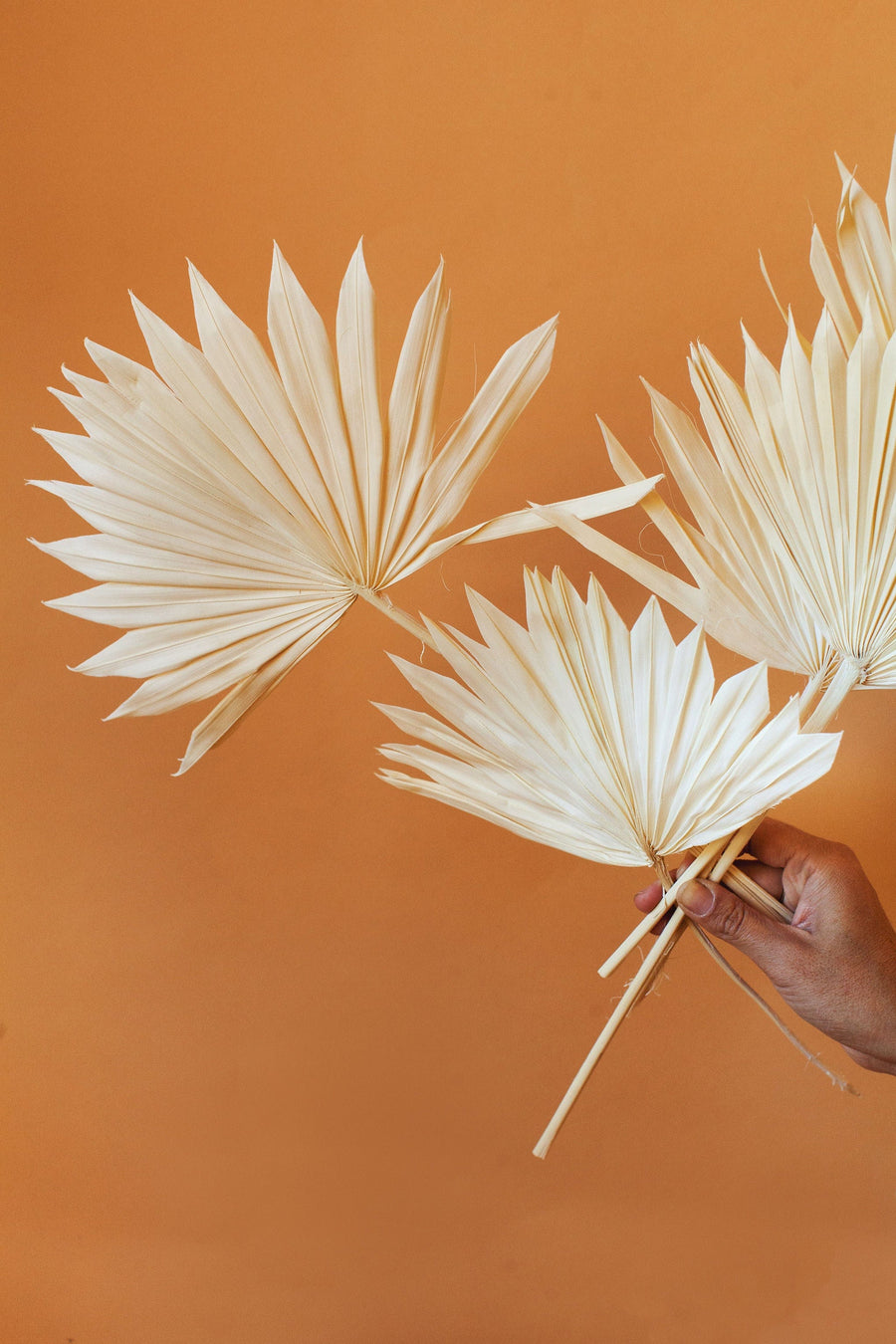 Idlewild Floral Co. White Sun Palms