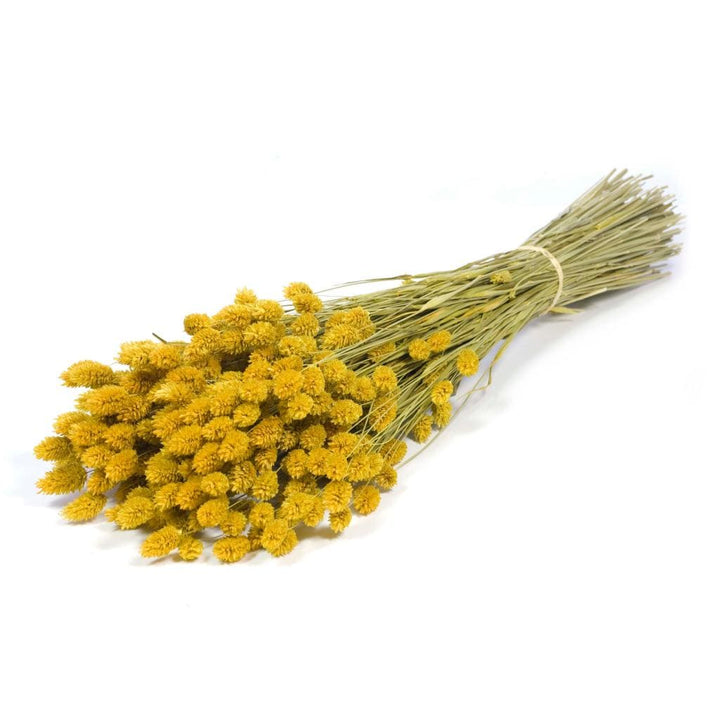 Idlewild Floral Co. Yellow Phalaris