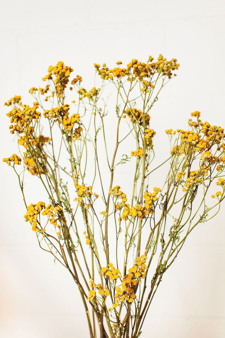 Idlewild Floral Co. yellow tansy