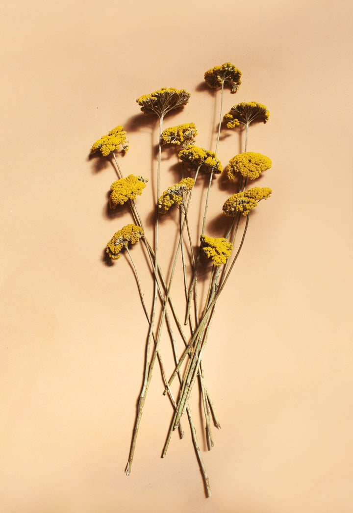 Idlewild Floral Co. Yellow Yarrow